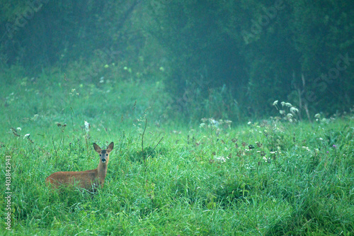 Fototapeta Naklejka Na Ścianę i Meble -  Roe deer in Low Beskids, Poland