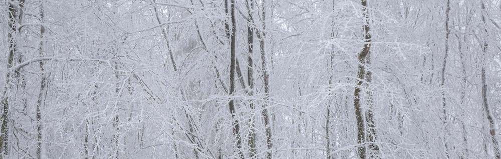 snow covered trees in winter - landscape of winter forest