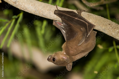 Egyptian Fruit Bat, Rousettus aegyptiacus photo