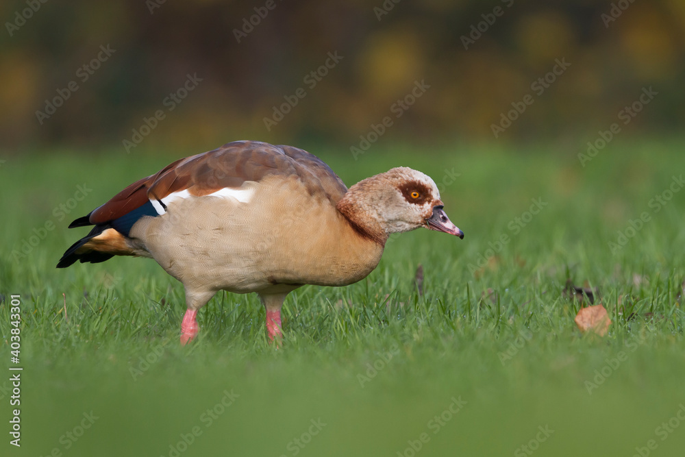 Nijlgans, Egyptian Goose, Alopochen aegyptiaca Nijlgans, Egyptian Goose, Alopochen aegyptiaca