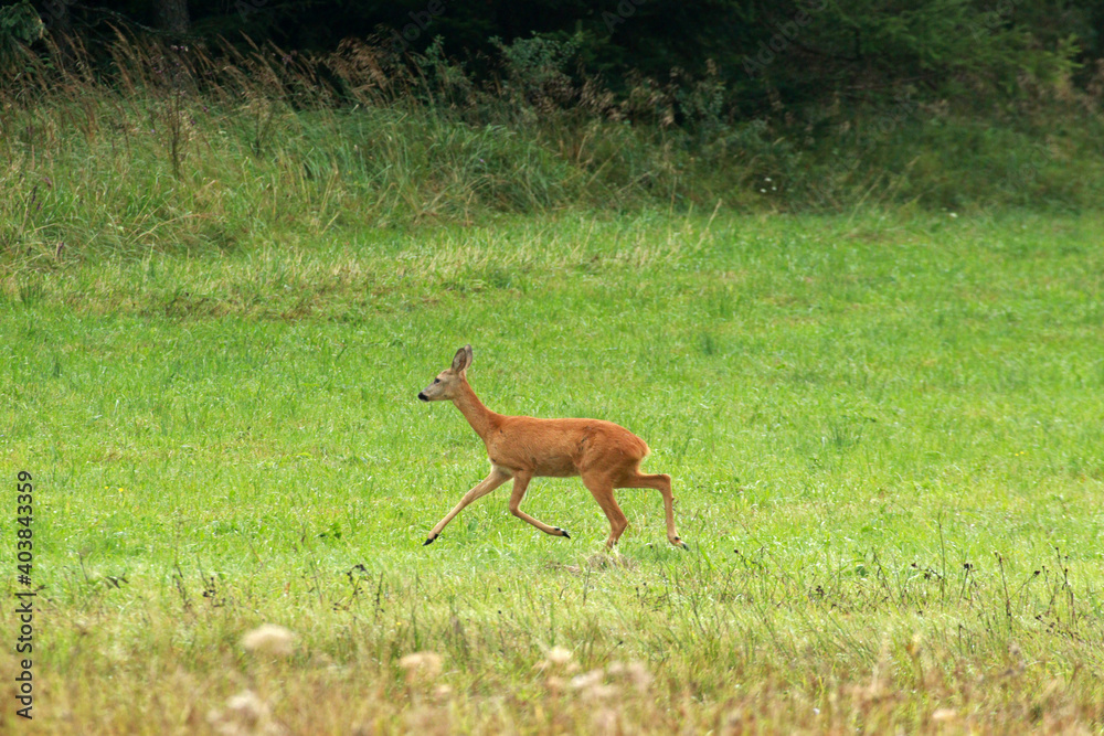 Roe deer in Low Beskids, Poland
