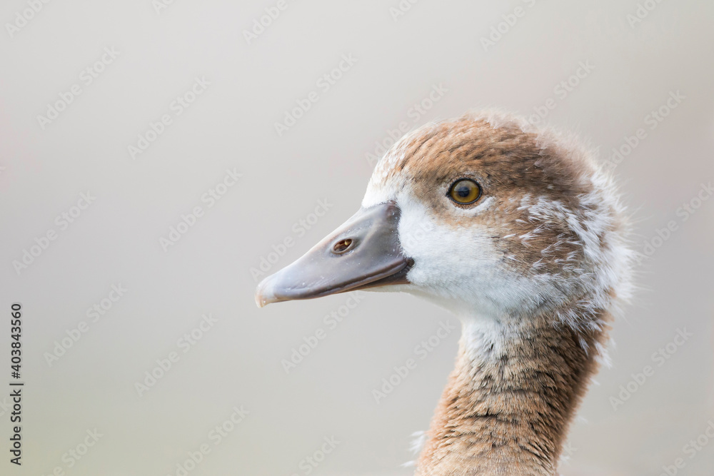 Nijlgans, Egyptian Goose, Alopochen aegyptiaca Nijlgans, Egyptian Goose, Alopochen aegyptiaca