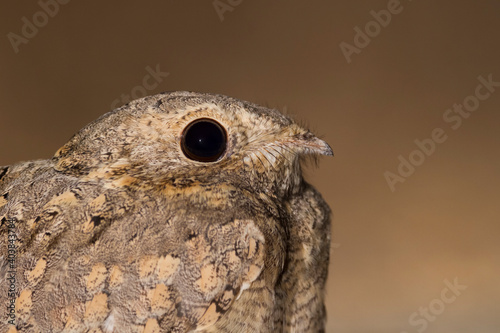 Egyptische Nachtzwaluw; Egyptian Nightjar; Caprimulgus aegyptius photo