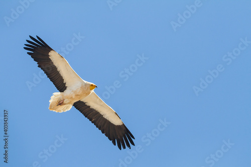 Egyptian Vulture  Neophron percnopterus © AGAMI