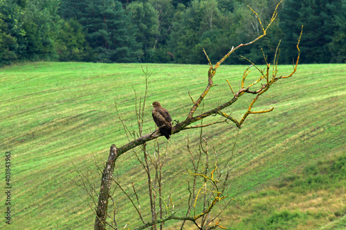 Fototapeta Naklejka Na Ścianę i Meble -  Lesser spotted eagle in Low Beskids, Poland