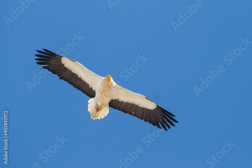 Schilderij op canvas Egyptian Vulture; Neophron percnopterus