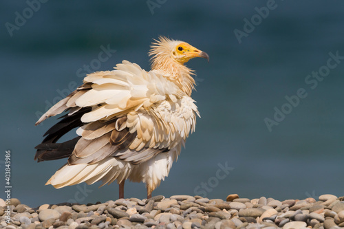 Egyptian Vulture; Neophron percnopterus