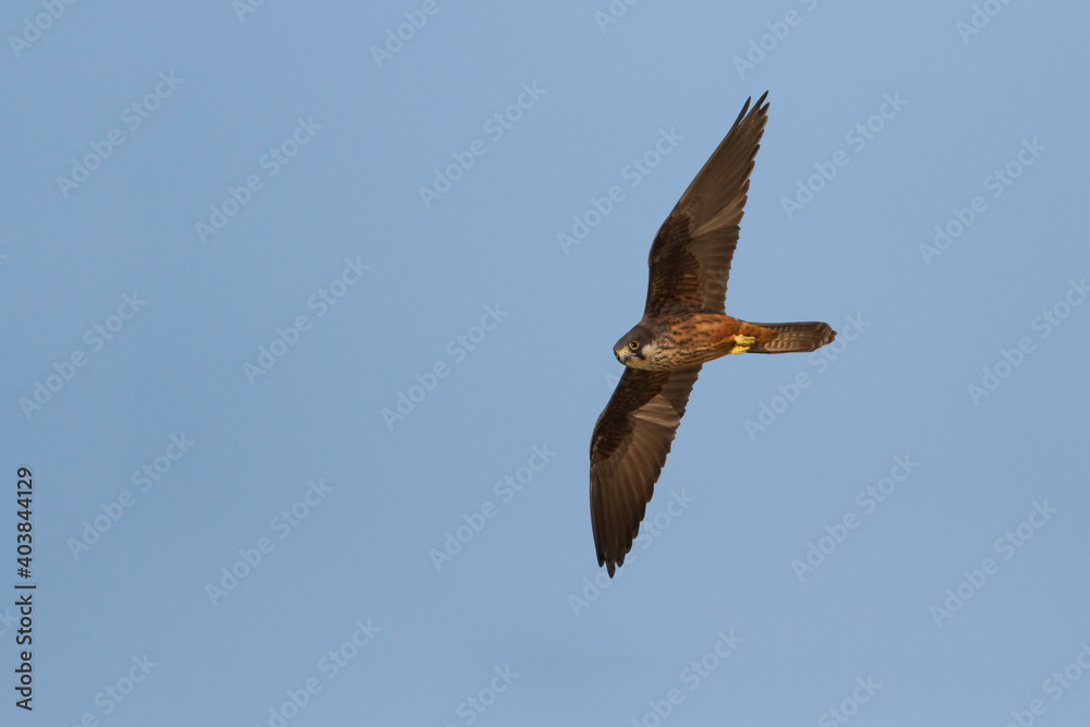 Eleonora's Falcon, Eleonora's Valk, Falco eleonorae Eleonora's Falcon, Eleonora's Valk, Falco eleonorae