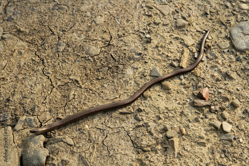 Fototapeta Naklejka Na Ścianę i Meble -  Slow-worm in Low Beskids, Poland