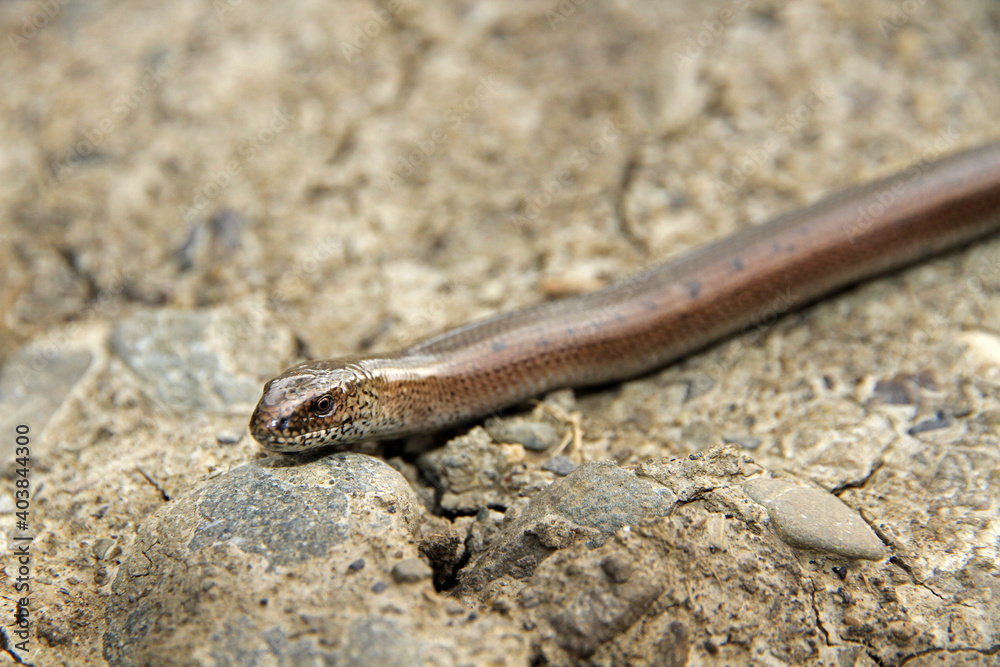 Slow-worm in Low Beskids, Poland Slow-worm in Low Beskids, Poland