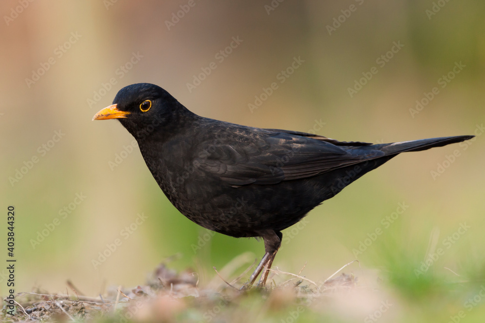 Merel, Eurasian Blackbird, Turdus merula Merel, Eurasian Blackbird, Turdus merula