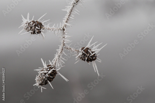 Früchte der Schwarz-Erle im Winter © Robert Mertl