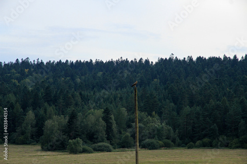 Fototapeta Naklejka Na Ścianę i Meble -  Lesser spotted eagle in Low Beskids, Poland