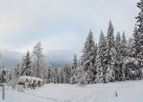 Schwarzwald bei Hinterzarten im Winter © Volker Loche