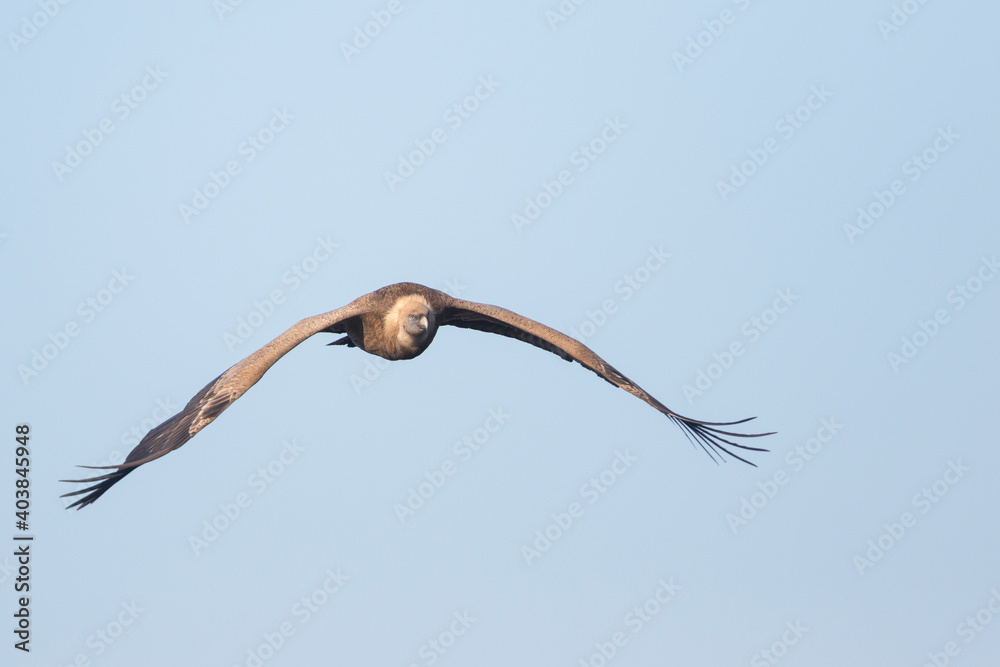 Eurasian Griffon Vulture - Gänsegeier - Gyps fulvus ssp. fulvus, Spain, adult Eurasian Griffon Vulture - Gänsegeier - Gyps fulvus ssp. fulvus, Spain, adult