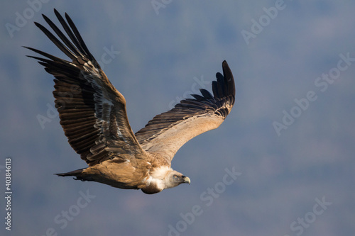 Eurasian Griffon Vulture - G  nsegeier - Gyps fulvus ssp. fulvus  Spain  adult