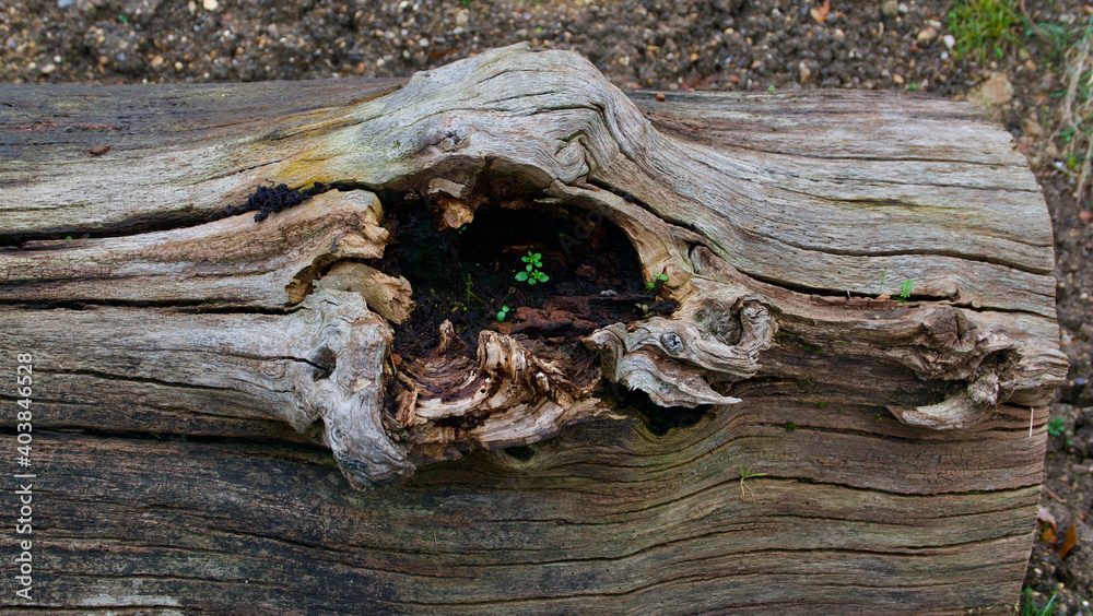 Old tree trunk lying on the ground with weeds growing inside Old tree trunk lying on the ground with weeds growing inside