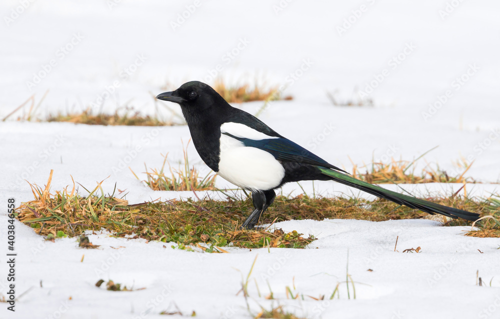 Ekster, Eurasian Magpie, Pica pica melanotos Ekster, Eurasian Magpie, Pica pica melanotos