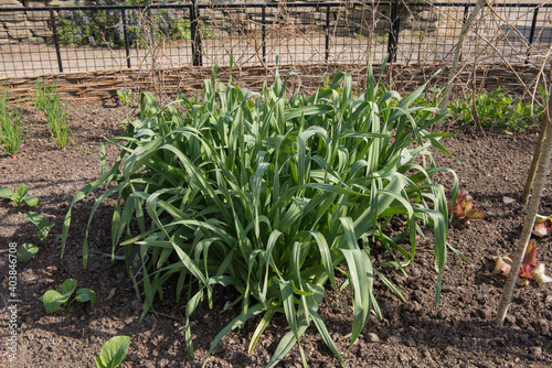 Home Grown Organic Elephant Garlic (Allium ampeloprasum var. ampeloprasum) Growing on an Allotment in a Vegetable Garden in Rural Devon, England, UK