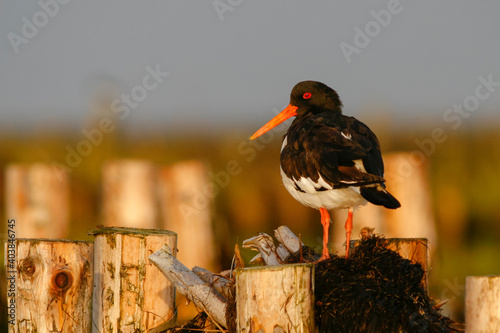 Scholekster, Eurasian Oystercatcher, Haematopus ostralegus ostralegus photo