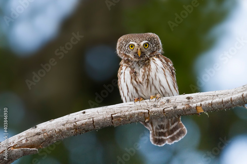 Dwerguil, Eurasian Pygmy Owl, Glaucidium passerinum photo