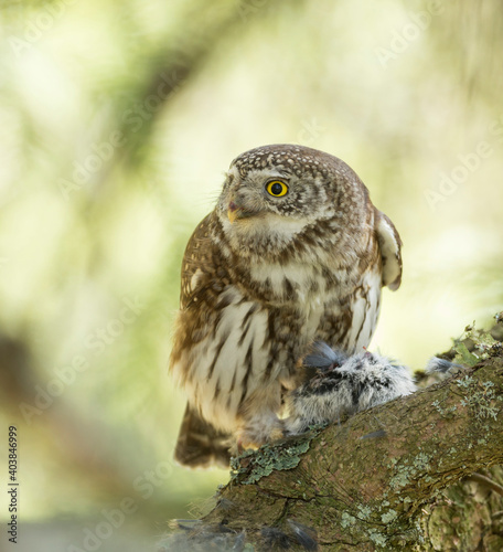 Dwerguil, Eurasian Pygmy Owl, Glaucidium passerinum © AGAMI
