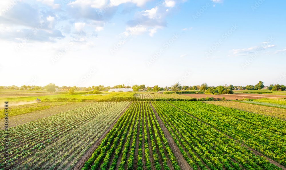 Beautiful landscape of farm fields. Cultivation of crops, production of food and raw materials. Top view of the countryside. Agriculture land and farming. Pepper plantation, leek, cabbage