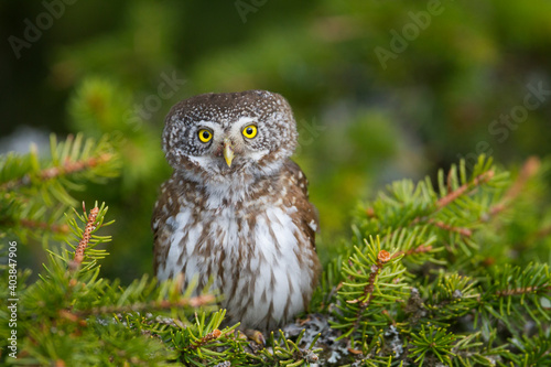 Dwerguil, Eurasian Pygmy Owl, Glaucidium passerinum