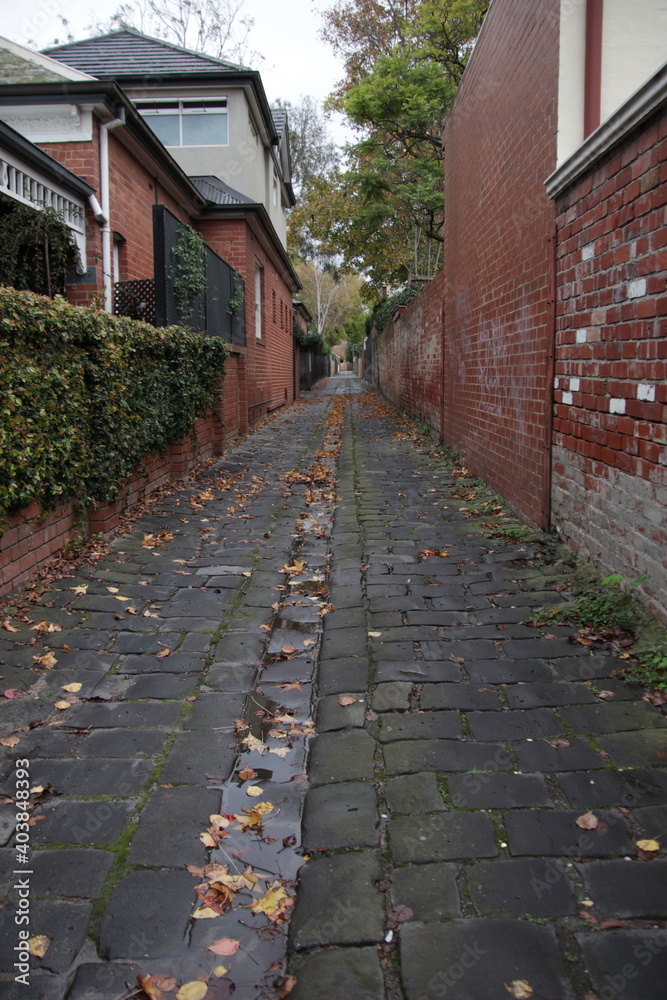 Fototapeta premium callejón con hojas de arboles 