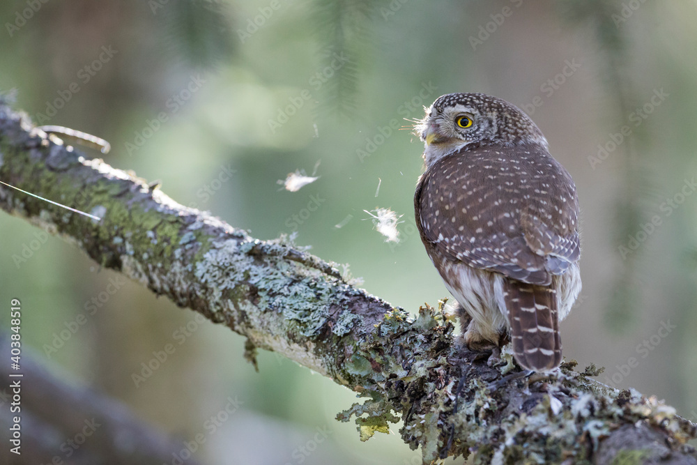 Dwerguil, Eurasian Pygmy Owl, Glaucidium passerinum Dwerguil, Eurasian Pygmy Owl, Glaucidium passerinum
