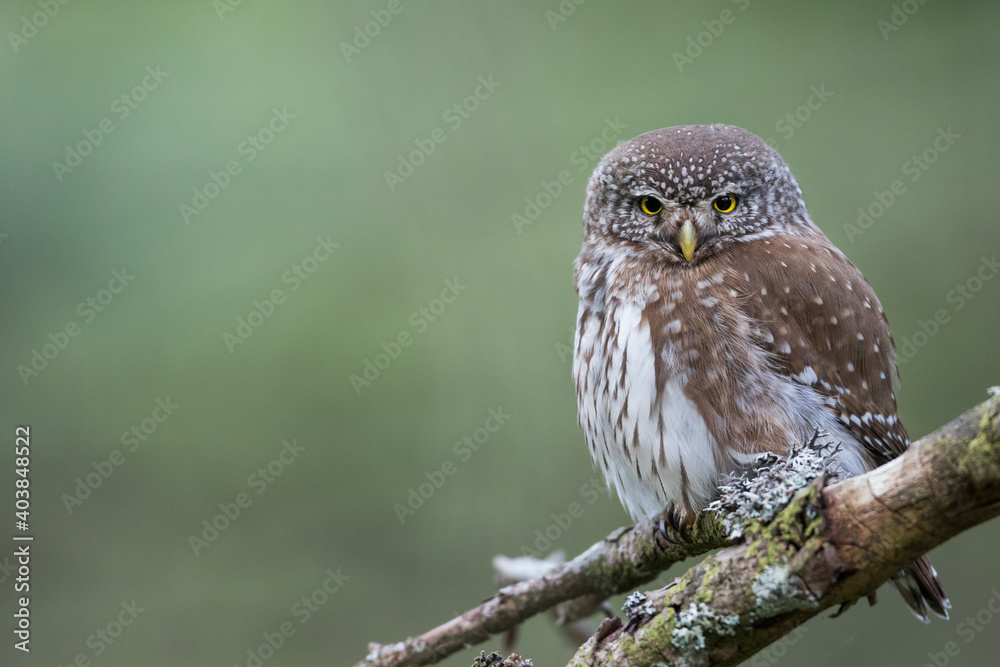 Dwerguil, Eurasian Pygmy Owl, Glaucidium passerinum Dwerguil, Eurasian Pygmy Owl, Glaucidium passerinum