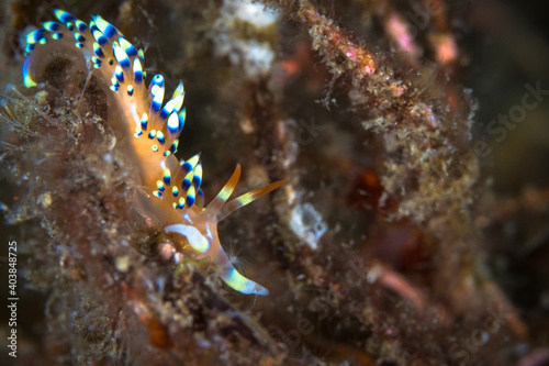  Colorful nudibranch sea slug on coral reef in Indonesia