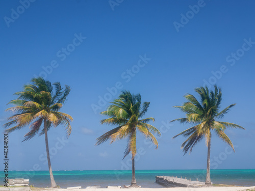 Fototapeta Naklejka Na Ścianę i Meble -  Palm tree on the beach- Mexico