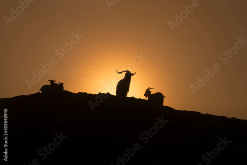  mountain goats