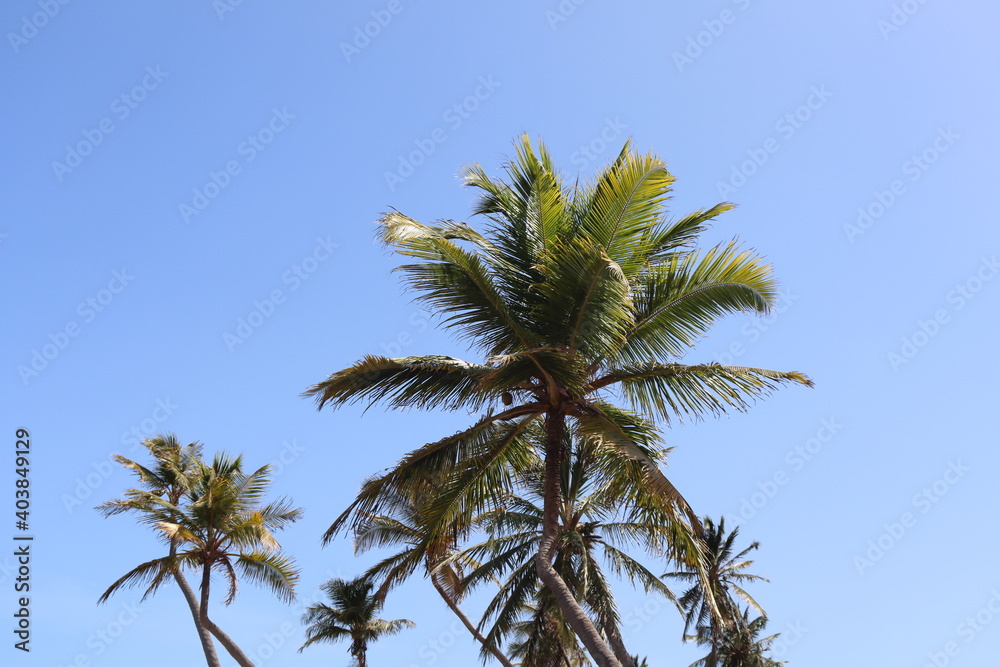 Fototapeta premium two palm trees and a blue sky 