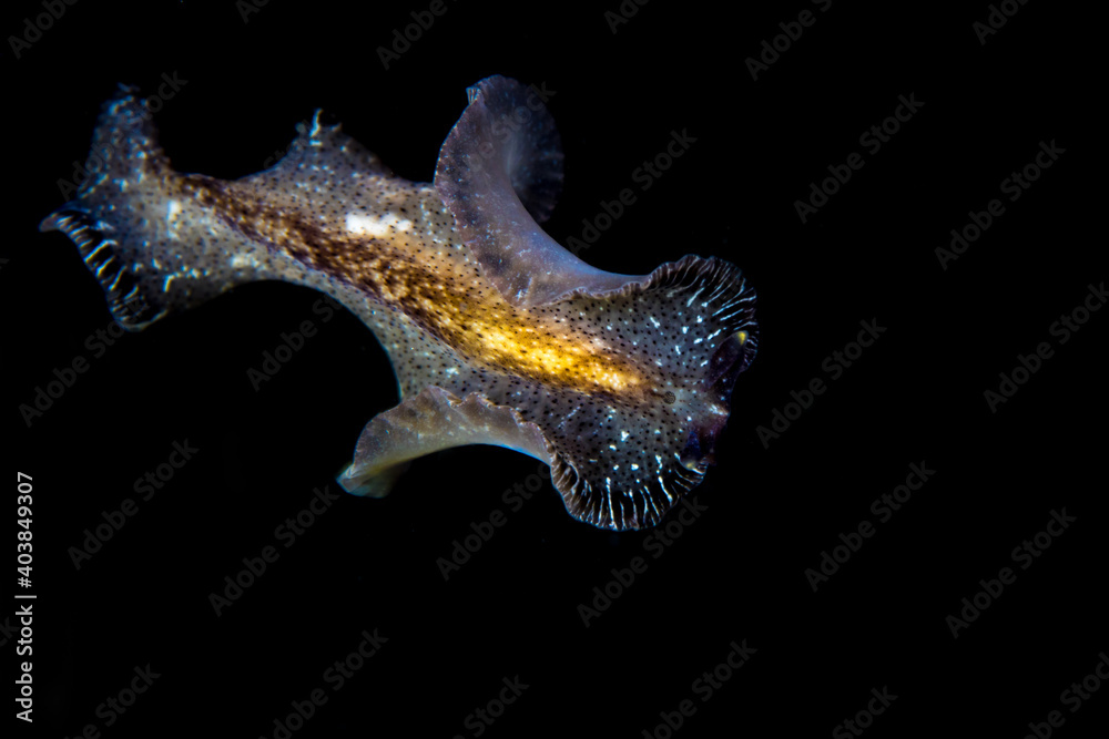 Fototapeta premium Close up colorful detail of coral polyps