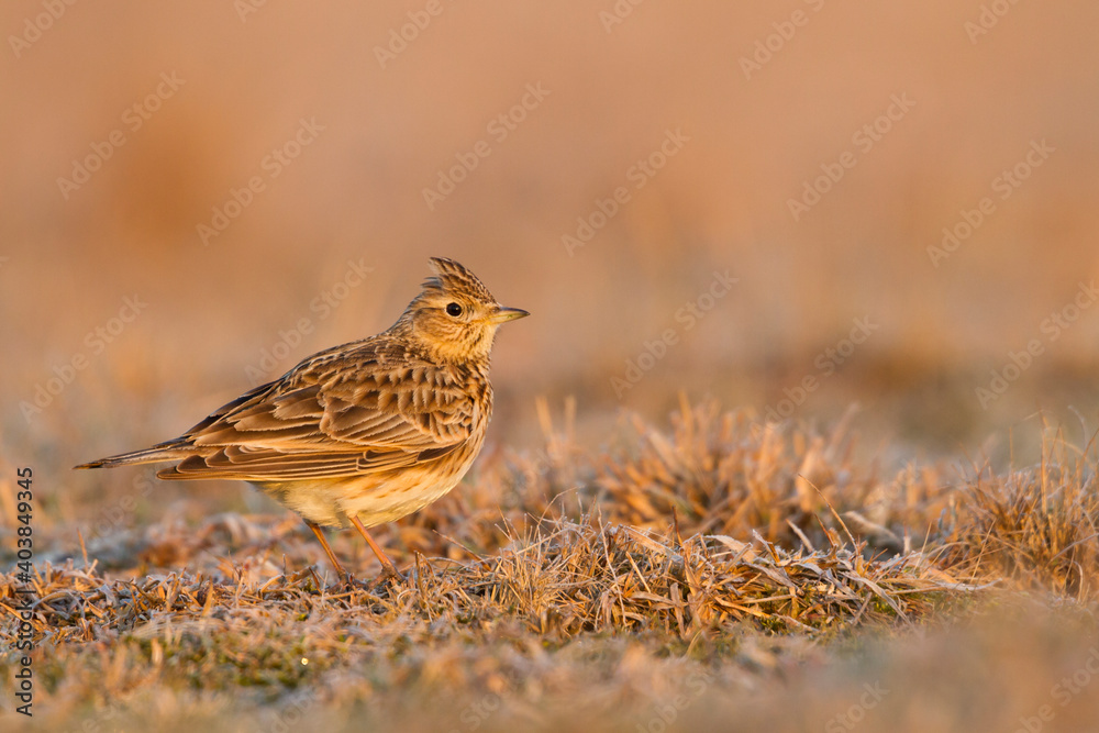 Veldleeuwerik, Eurasian Skylark, Alauda arvensis Veldleeuwerik, Eurasian Skylark, Alauda arvensis