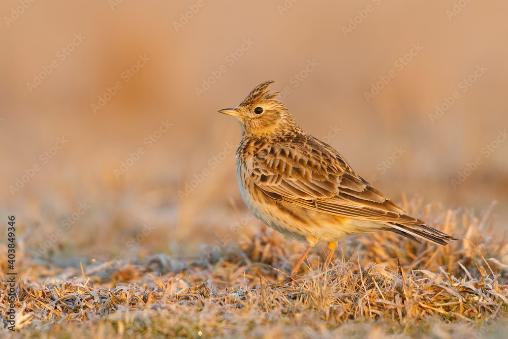 Veldleeuwerik, Eurasian Skylark, Alauda arvensis