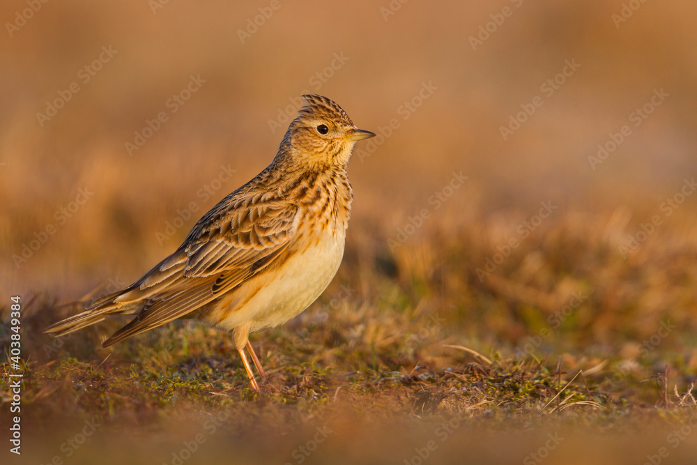 Veldleeuwerik, Eurasian Skylark, Alauda arvensis Veldleeuwerik, Eurasian Skylark, Alauda arvensis