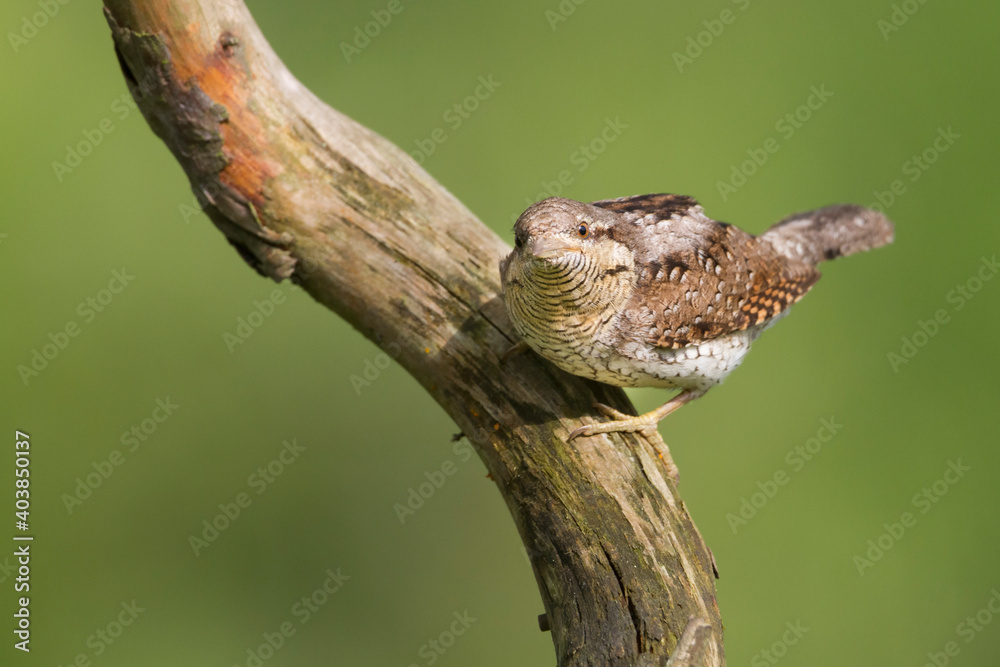 Draaihals, Eurasian Wryneck, Jynx torquilla Draaihals, Eurasian Wryneck, Jynx torquilla