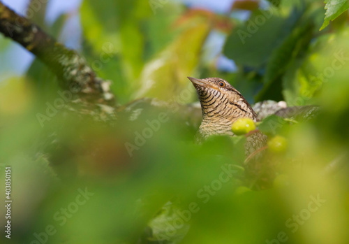 Draaihals, Eurasian Wryneck, Jynx torquilla