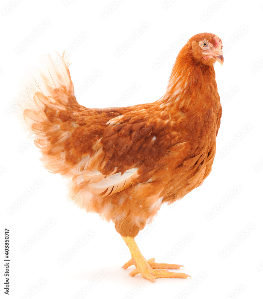 Fototapeta premium Brown hen isolated.