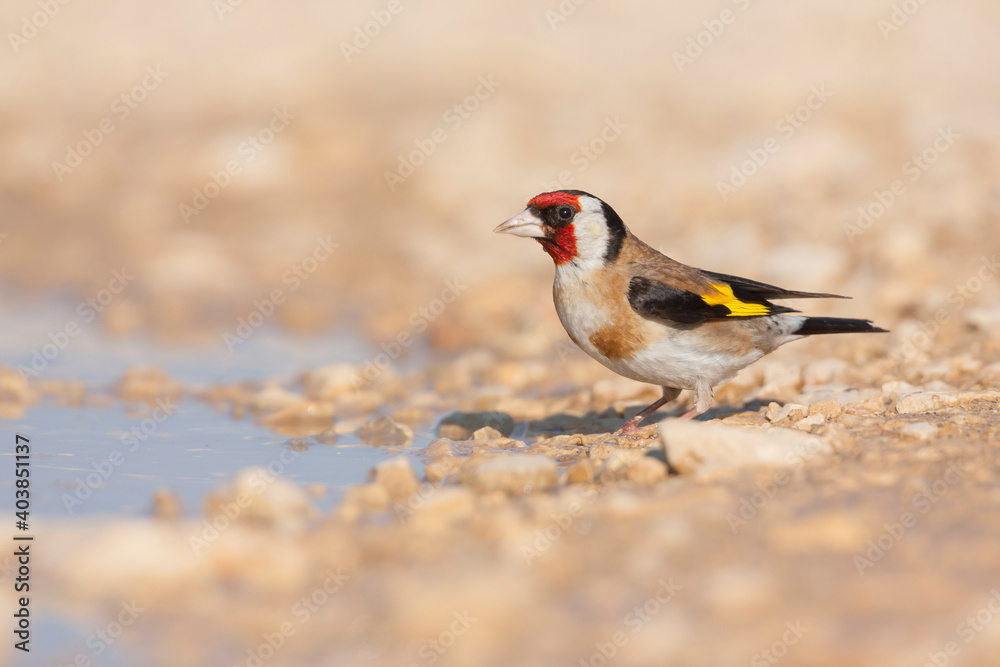 European Goldfinch, Putter, Carduelis carduelis ssp. balcanica European Goldfinch, Putter, Carduelis carduelis ssp. balcanica