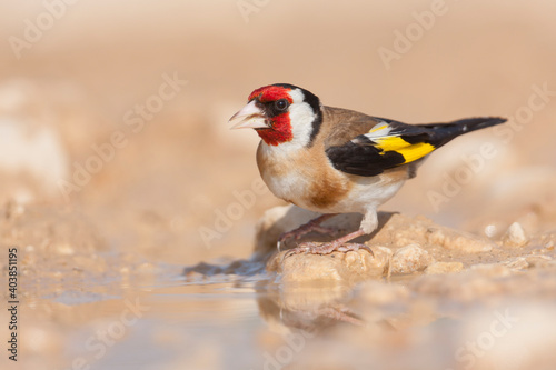 European Goldfinch, Putter,  Carduelis carduelis ssp. balcanica © AGAMI