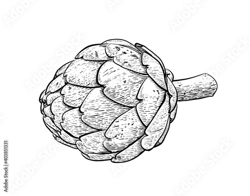 Artichoke line drawing on white background It is a very healthy vegetable. Popular to grow in regions with cold weather.