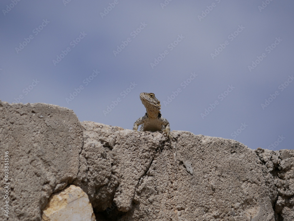A large gray-brown lizard sits in the summer on a ruined fence of stones and concrete. Mountain agam basks in the sun on a hot summer day. A large gray-brown lizard sits in the summer on a ruined fence of stones and concrete. Mountain agam basks in the sun on a hot summer day.