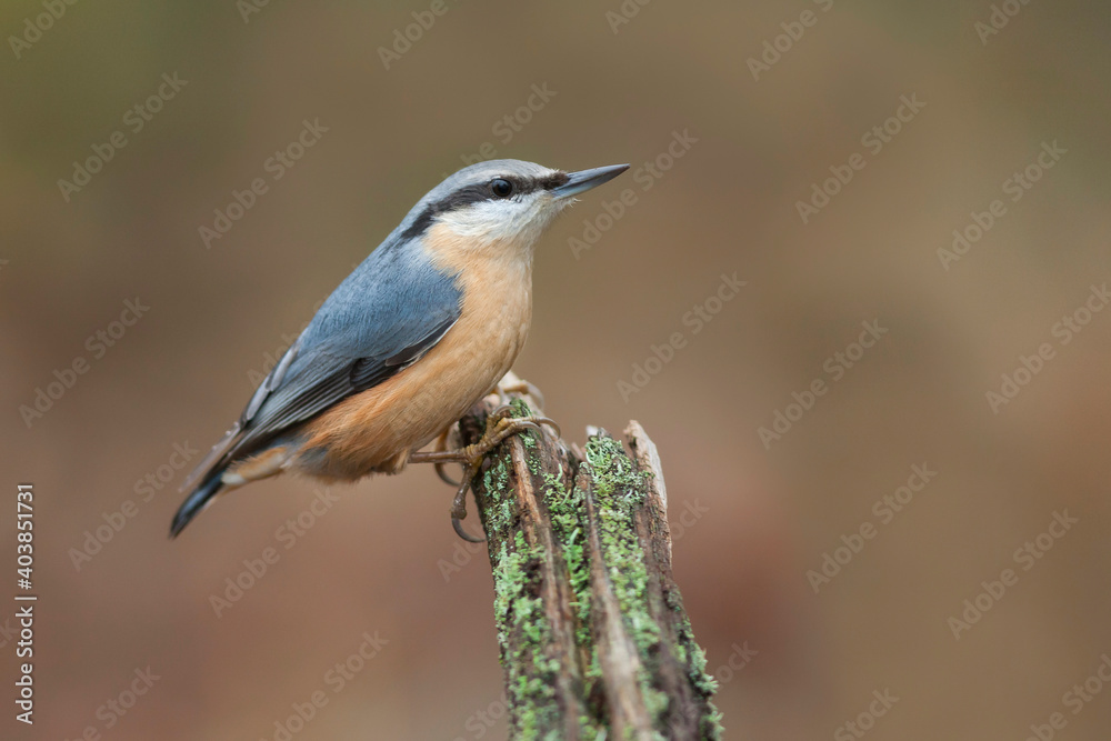Fototapeta premium Boomklever, European Nuthatch, Sitta europaea caesia