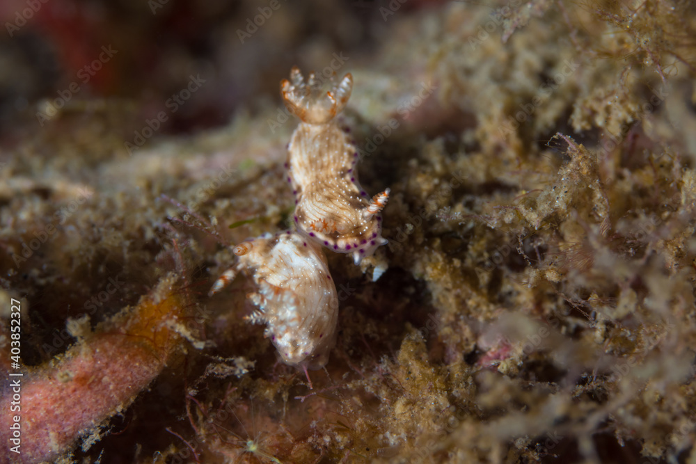  Colorful nudibranch sea slug on coral reef in Indonesia