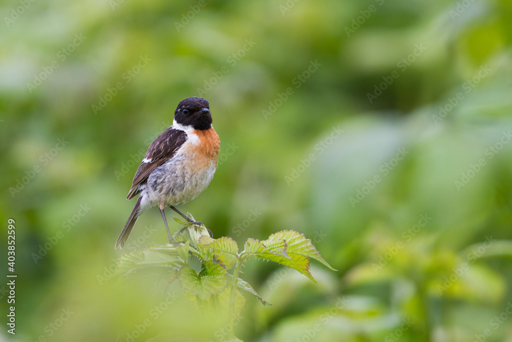 Fototapeta premium Roodborsttapuit, European Stonechat, Saxicola torqatus rubicola