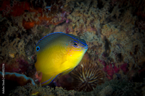 Tropical saltwater damsel fish swimming around coral reef